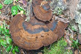 Attēlu rezultāti vaicājumam “Ischnoderma benzoinum”