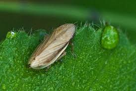 Attēlu rezultāti vaicājumam “Neophilaenus lineatus”