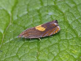 Attēlu rezultāti vaicājumam “Dichrorampha simpliciana”