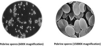 Attēlu rezultāti vaicājumam “Badhamia affinis var. microspora spores”