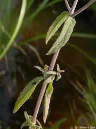 Attēlu rezultāti vaicājumam “Odontites vulgaris flower”