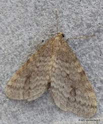 Attēlu rezultāti vaicājumam “Operophtera”