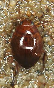 Attēlu rezultāti vaicājumam “Hydaticus transversalis”