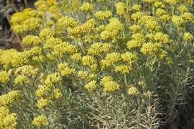 Image result for Helichrysum lindleyii