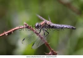 Attēlu rezultāti vaicājumam “Orthetrum cancellatum”