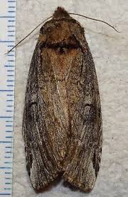 Attēlu rezultāti vaicājumam “Notodontidae”