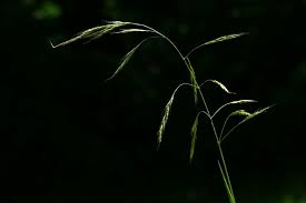 Attēlu rezultāti vaicājumam “Festuca gigantea”