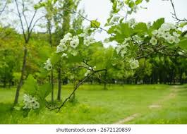 Attēlu rezultāti vaicājumam “Crataegus submollis”