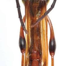 Attēlu rezultāti vaicājumam “Necydalis major”