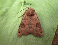 Attēlu rezultāti vaicājumam “Xestia baja”