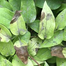 Attēlu rezultāti vaicājumam “Clematis leaf”