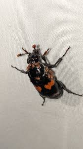 Attēlu rezultāti vaicājumam “Poecilochirus sp.”