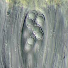 Attēlu rezultāti vaicājumam “Ramalina calicaris”