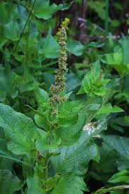 Attēlu rezultāti vaicājumam “Chenopodium bonus-henricus leaf”