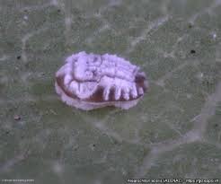 Attēlu rezultāti vaicājumam “Aleurochiton aceris”