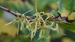 Attēlu rezultāti vaicājumam “Hamamelis virginiana”