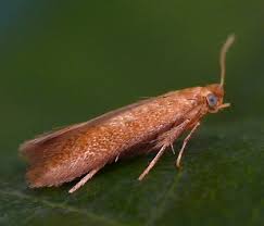 Attēlu rezultāti vaicājumam “Tischeriidae”