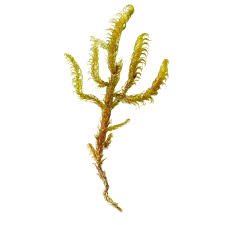 Attēlu rezultāti vaicājumam “Palustriella falcata”