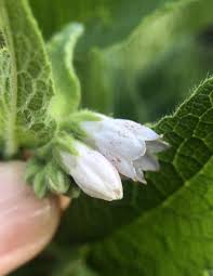 Attēlu rezultāti vaicājumam “Symphytum officinale bud”