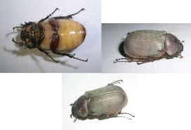 Attēlu rezultāti vaicājumam “Hemitrichia leiotricha”