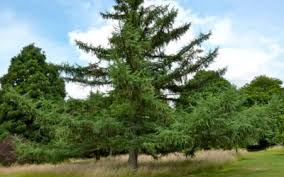 Attēlu rezultāti vaicājumam “Larix”