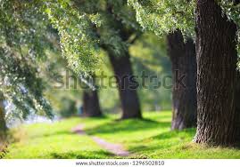 Attēlu rezultāti vaicājumam “Salix alba var. sericea”