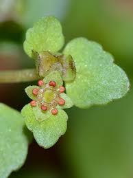 Attēlu rezultāti vaicājumam “Chrysosplenium alternifolium fruit”