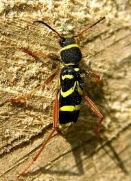 Attēlu rezultāti vaicājumam “Clytus arietis”