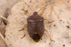 Attēlu rezultāti vaicājumam “Palomena prasina imago”