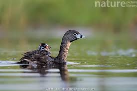 Image result for Podilymbus podiceps
