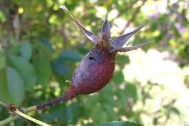 Attēlu rezultāti vaicājumam “Xylita laevigata”