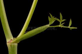 Attēlu rezultāti vaicājumam “Peucedanum oreoselinum leaf”