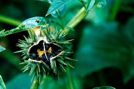 Image result for Datura stramonium