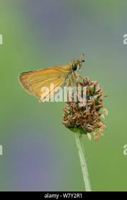 Attēlu rezultāti vaicājumam “Thymelicus lineola underside”