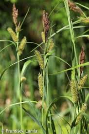 Attēlu rezultāti vaicājumam “Carex riparia”