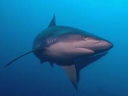 Image result for Carcharhinus albimarginatus