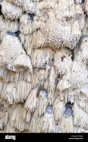 Attēlu rezultāti vaicājumam “Schizopora paradoxa”