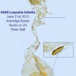 Attēlu rezultāti vaicājumam “Luquetia lobella”