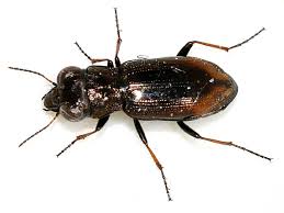 Attēlu rezultāti vaicājumam “Notiophilus biguttatus”