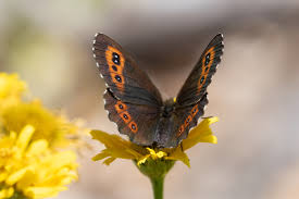 Attēlu rezultāti vaicājumam “Erebia ligea”