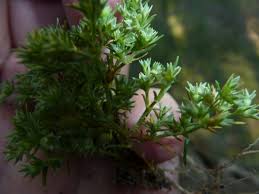 Attēlu rezultāti vaicājumam “Scleranthus annuus flower”