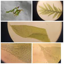 Attēlu rezultāti vaicājumam “Fissidens osmundoides”