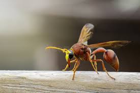 Attēlu rezultāti vaicājumam “Eumenes sp.”