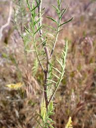 Attēlu rezultāti vaicājumam “Sisymbrium volgense”