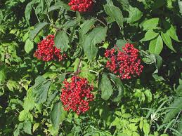 Attēlu rezultāti vaicājumam “Sambucus racemosa fruit”