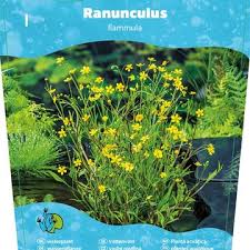 Attēlu rezultāti vaicājumam “Ranunculus flammula fruit”