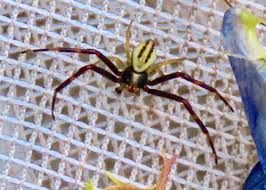 Attēlu rezultāti vaicājumam “Misumena vatia”