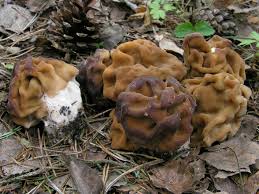 Attēlu rezultāti vaicājumam “Gyromitra gigas”