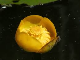 Attēlu rezultāti vaicājumam “Nuphar lutea flower”
