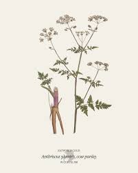 Attēlu rezultāti vaicājumam “Anthriscus sylvestris fruit”